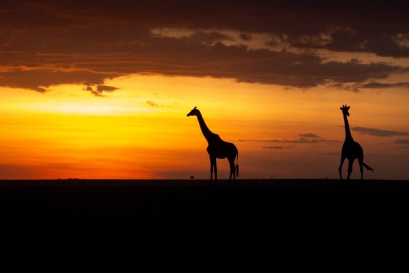 giraffes at sunset
