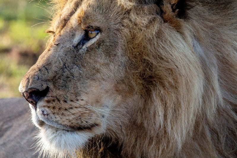 lion