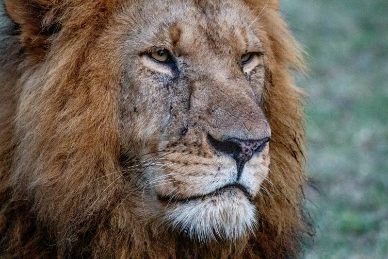 lion