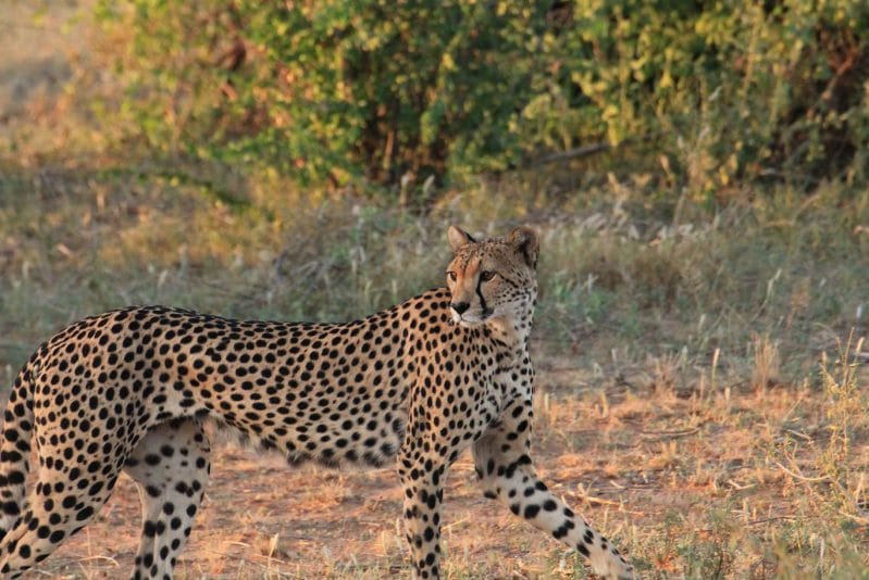 Cheetah