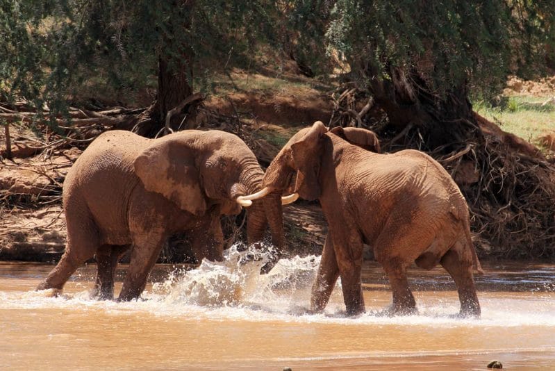 Elephants Fighting
