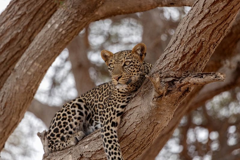 Leopard in Tree