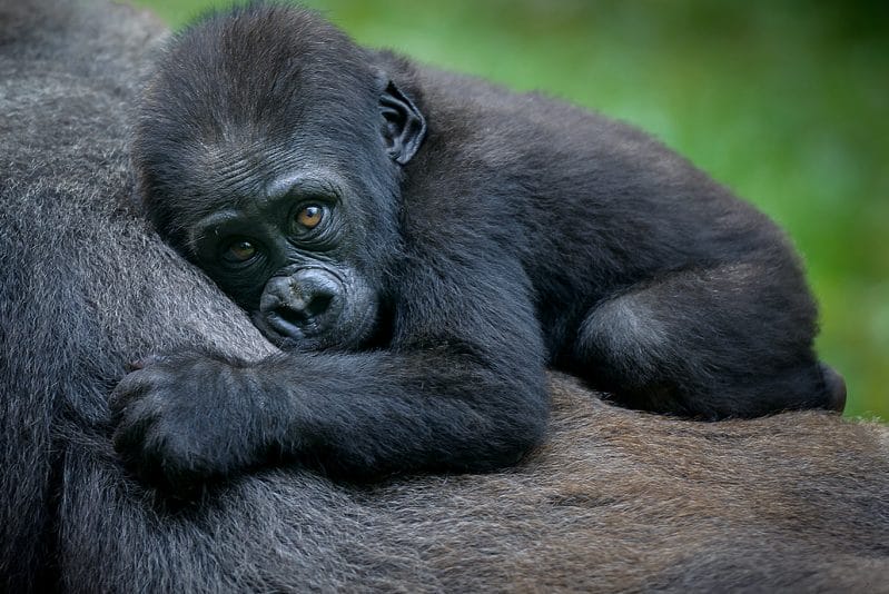 Mountain Gorilla Baby