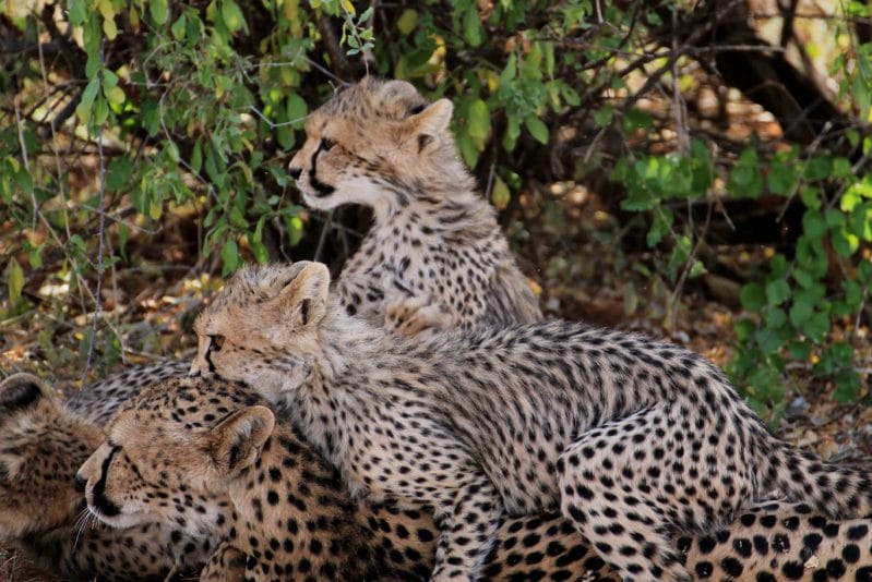 cheetah cubs